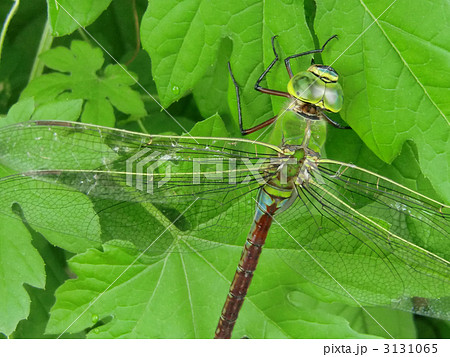 ギンヤンマ2 ギンヤンマ2 3131065