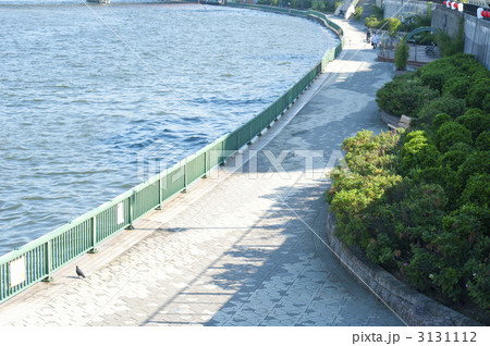 隅田川の遊歩道 3131112