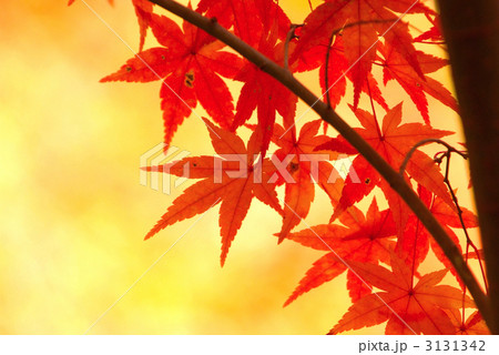 龍安寺境内の紅葉 3131342