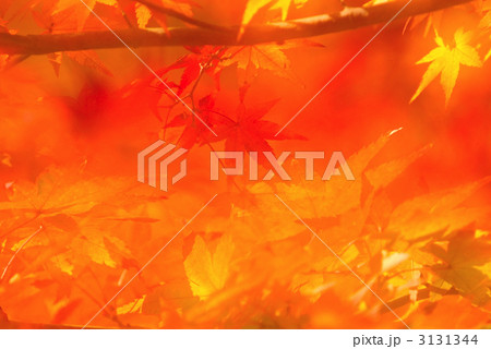 龍安寺境内の紅葉 3131344