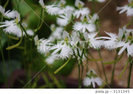 サギソウ サギソウ 3131345