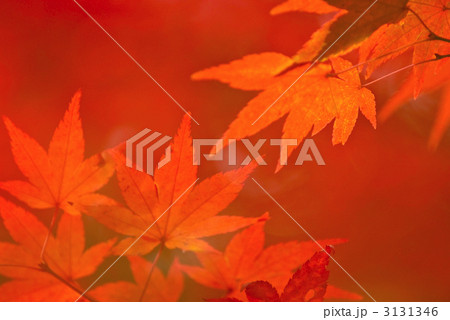 龍安寺境内の紅葉 龍安寺境内の紅葉 3131346