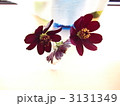 小さい秋 3131349
