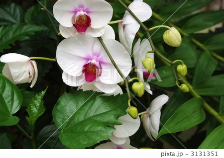 胡蝶蘭 3131351