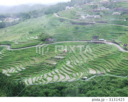 丸山千枚田 3131425