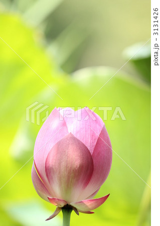蓮の花 3131426