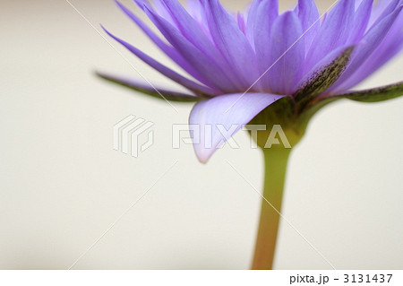 睡蓮の花びら 睡蓮の花びら 3131437