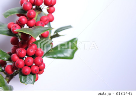 クリスマスホーリー 3131445