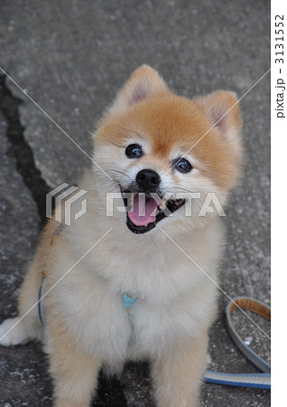 ポメラニアン サマーカットの写真素材