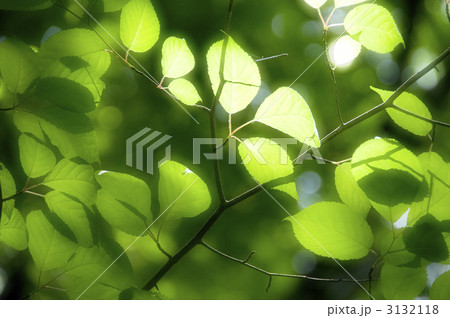 新緑 3132118