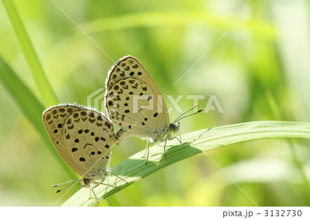 ヤマトシジミの交尾 3132730