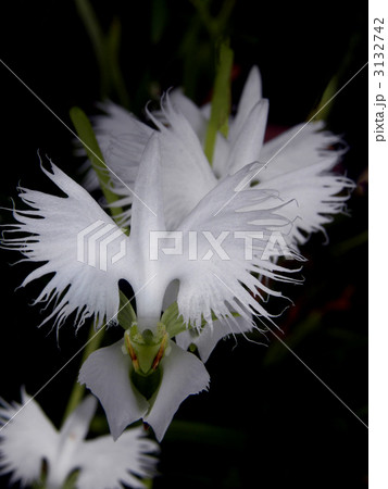 サギソウ サギソウ 3132742