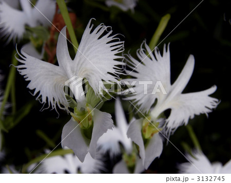 サギソウ サギソウ 3132745