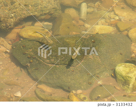 カワムツ二匹 カワムツ二匹 3133432