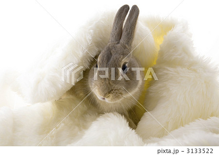 白いファーに包まれるウサギ 3133522