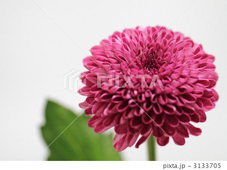 赤紫の菊の写真素材