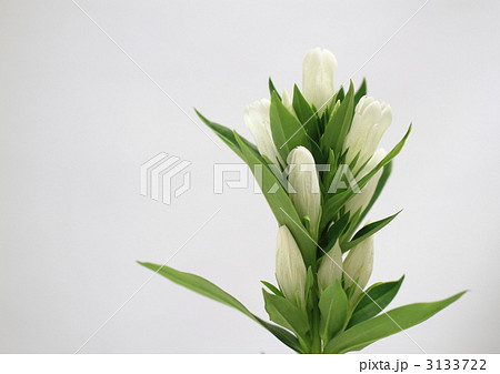 白の竜胆の花の写真素材