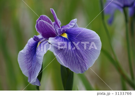 花菖蒲 浦安の舞 花菖蒲 浦安の舞 3133766