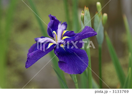 花菖蒲 虎嘯 花菖蒲 虎嘯 3133769