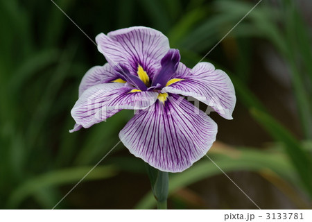 花菖蒲 雲衣裳 花菖蒲 雲衣裳 3133781