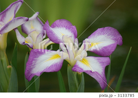花菖蒲 五三の宝 花菖蒲 五三の宝 3133785
