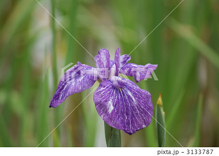 花菖蒲　誰待花 3133787