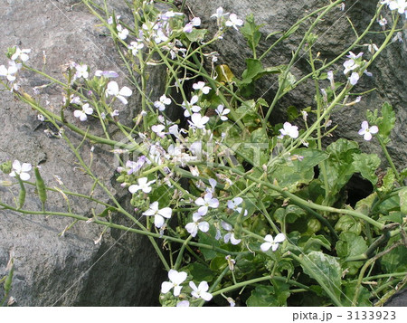 栽培大根が野生化した物と言うハマダイコンの花の写真素材