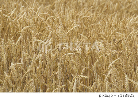 収穫間近の「きたほなみ」 収穫間近の「きたほなみ」 3133925