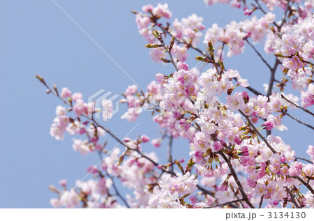 桜 3134130