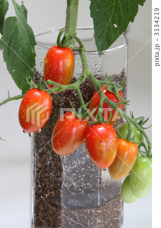 挿し木のミニトマト 3134219