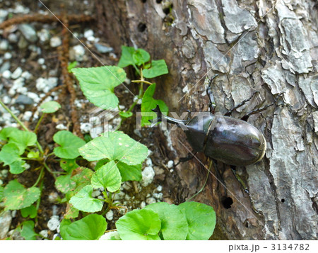 カブトムシ カブトムシ 3134782