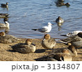 マガモの日向ぼっこ 3134807