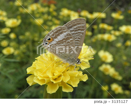 ウラナミシジミ ウラナミシジミ 3135127