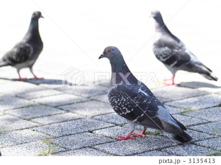 駅前広場の鳩 駅前広場の鳩 3135413