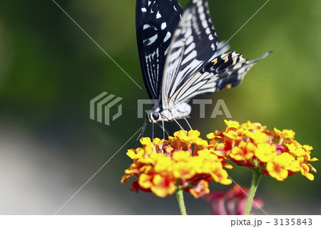 アゲハ蝶 3135843