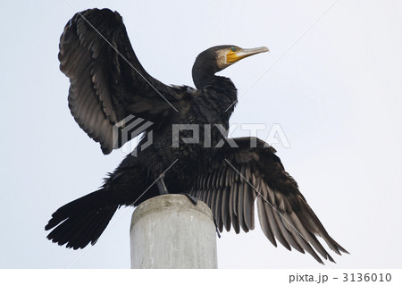 翼を乾かす川鵜 3136010