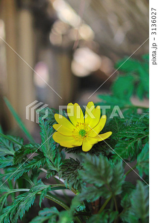 福寿草 3136027