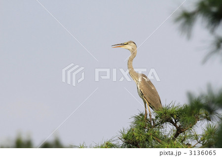 アオサギ 3136065