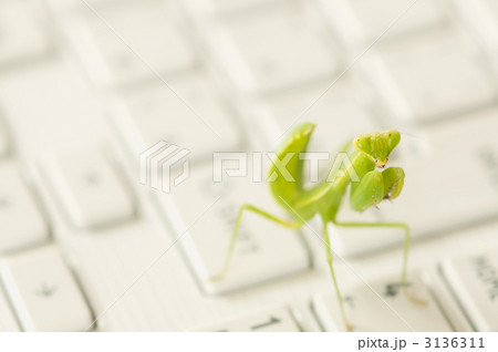 白いノートパソコン と 虫 白いノートパソコン と 虫 3136311