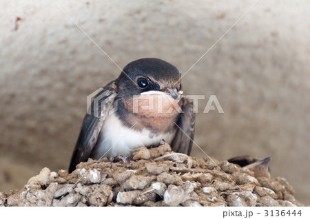 ツバメの雛 3136444