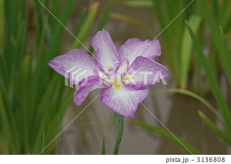 花菖蒲　彩美人 3136808