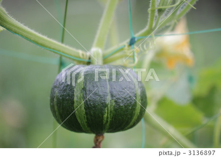 かぼちゃ 3136897