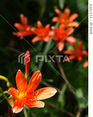 キツネノカミソリ キツネノカミソリ 3137003