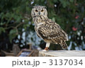 ミナミワシミミズク 3137034
