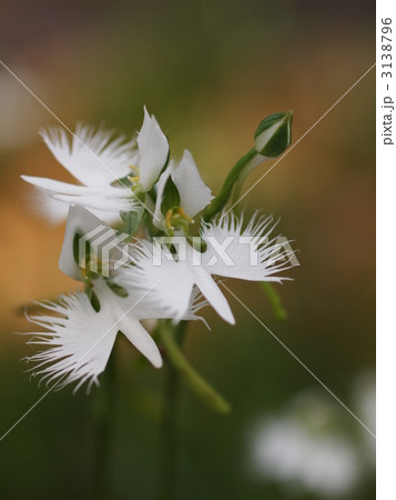 サギソウの花 3138796