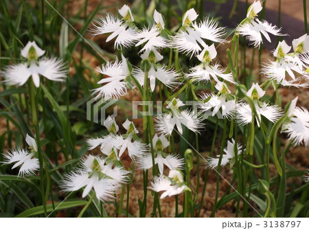 サギソウの花 3138797