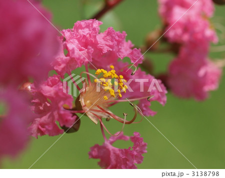 サルスベリの花 3138798