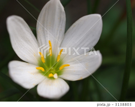 タマスダレの花 3138803