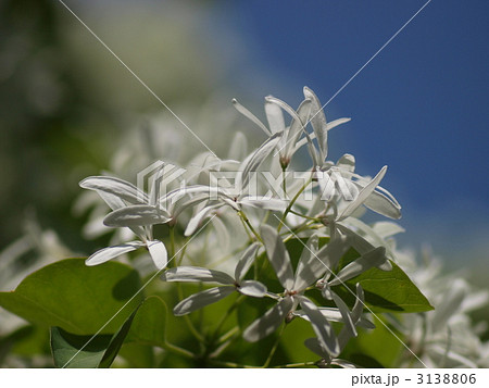 ヒトツバタゴの花の写真素材