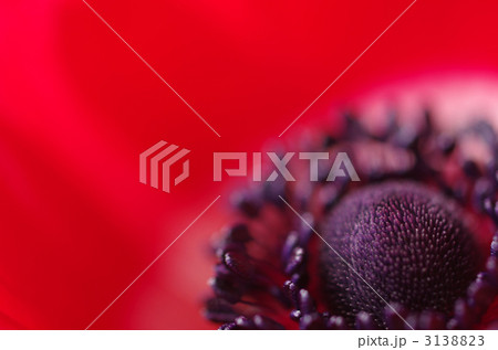 アネモネ 3138823